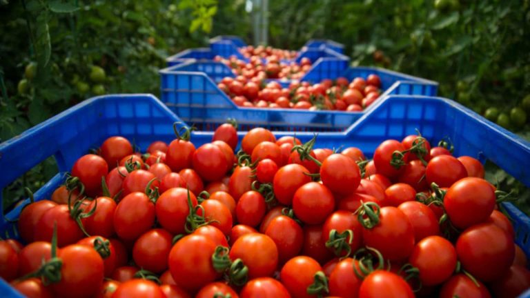 le maroc a vendu plus de tomates a lunion europeenne cette annee 1280x720 1 1