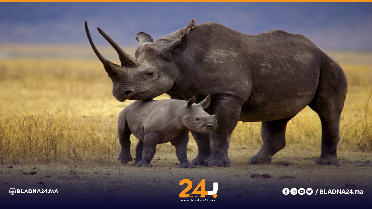 عودة حيوان وحيد القرن إلى دولة إفريقية بعد 40 سنة من انقراضه