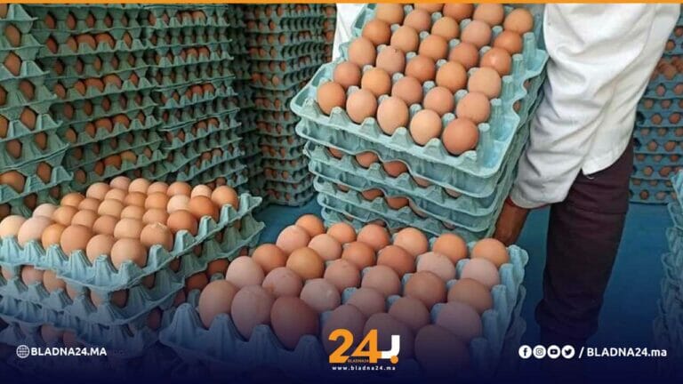 بيض الاستهلاك بلادنا24 أخبار المغرب