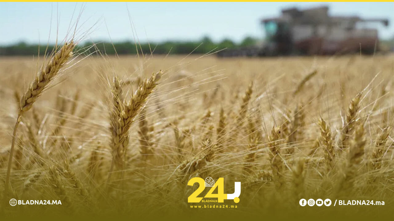 القمح الحبوب بلادنا24 أخبار المغرب