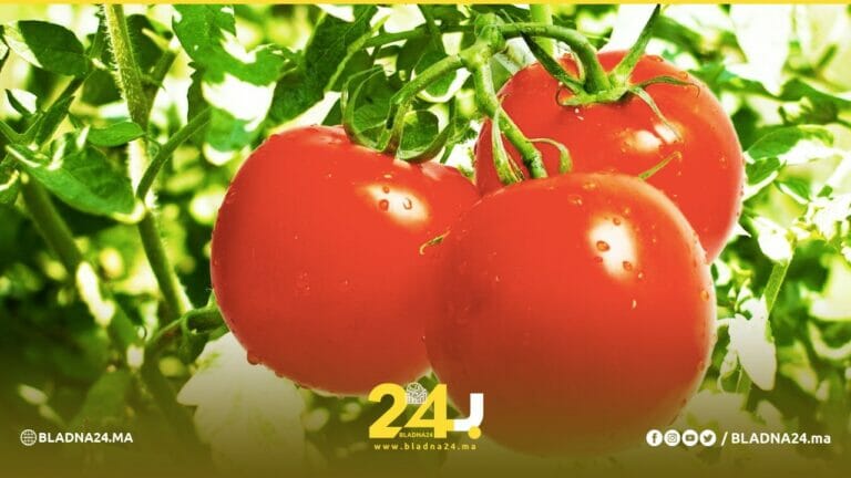 morocco tomato exportation