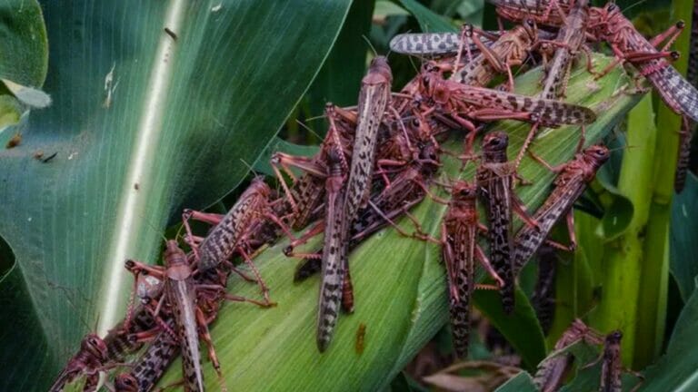 Locusts maroc