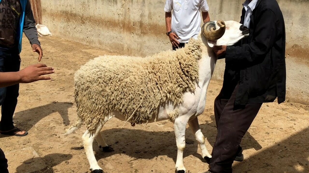 mouton eid