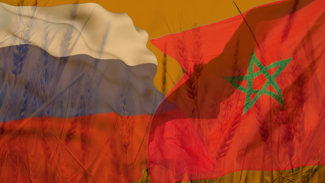 القمح روسيا المغرب