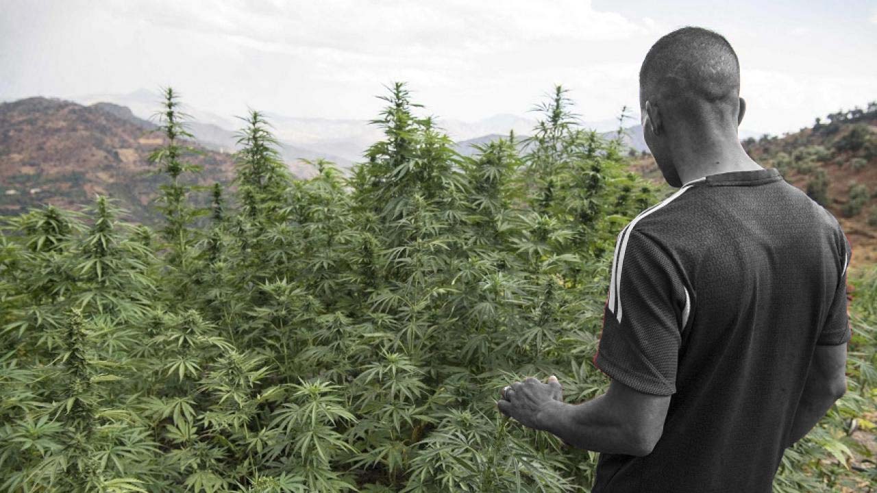Morocco increases the area cultivated with cannabis eight fold