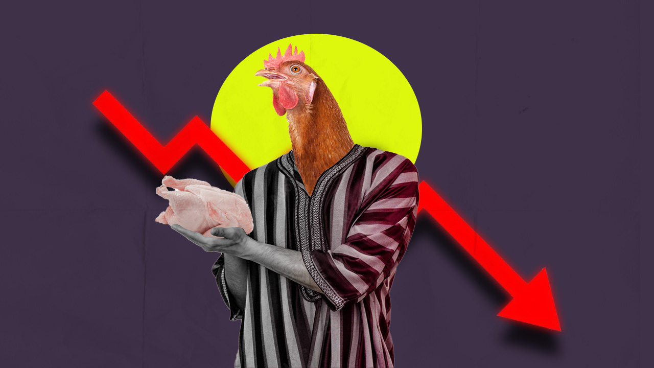 أسعار الدجاج