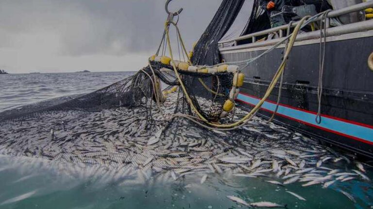 Spanish fish professionals