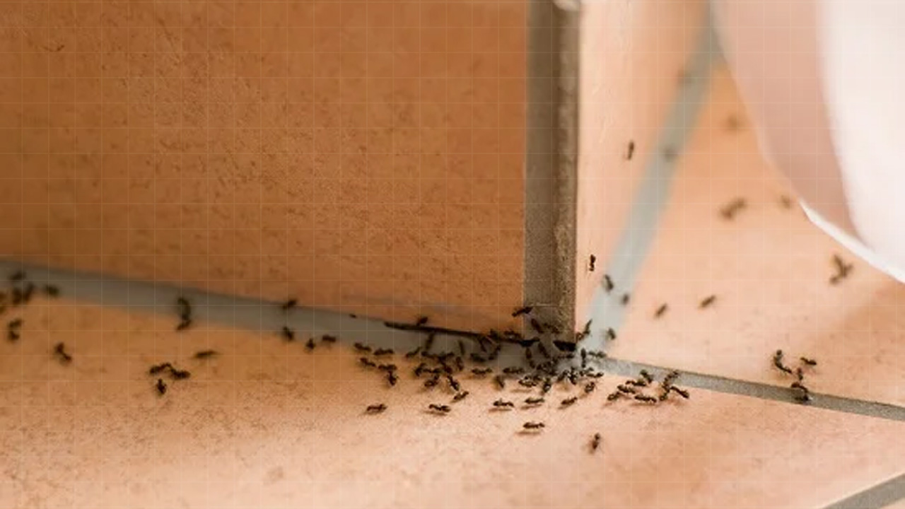 What did Ibn Ghaz say about the large number of ants in the house