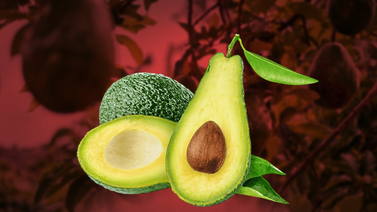 Good avocado season expected in Morocco next year despite drought