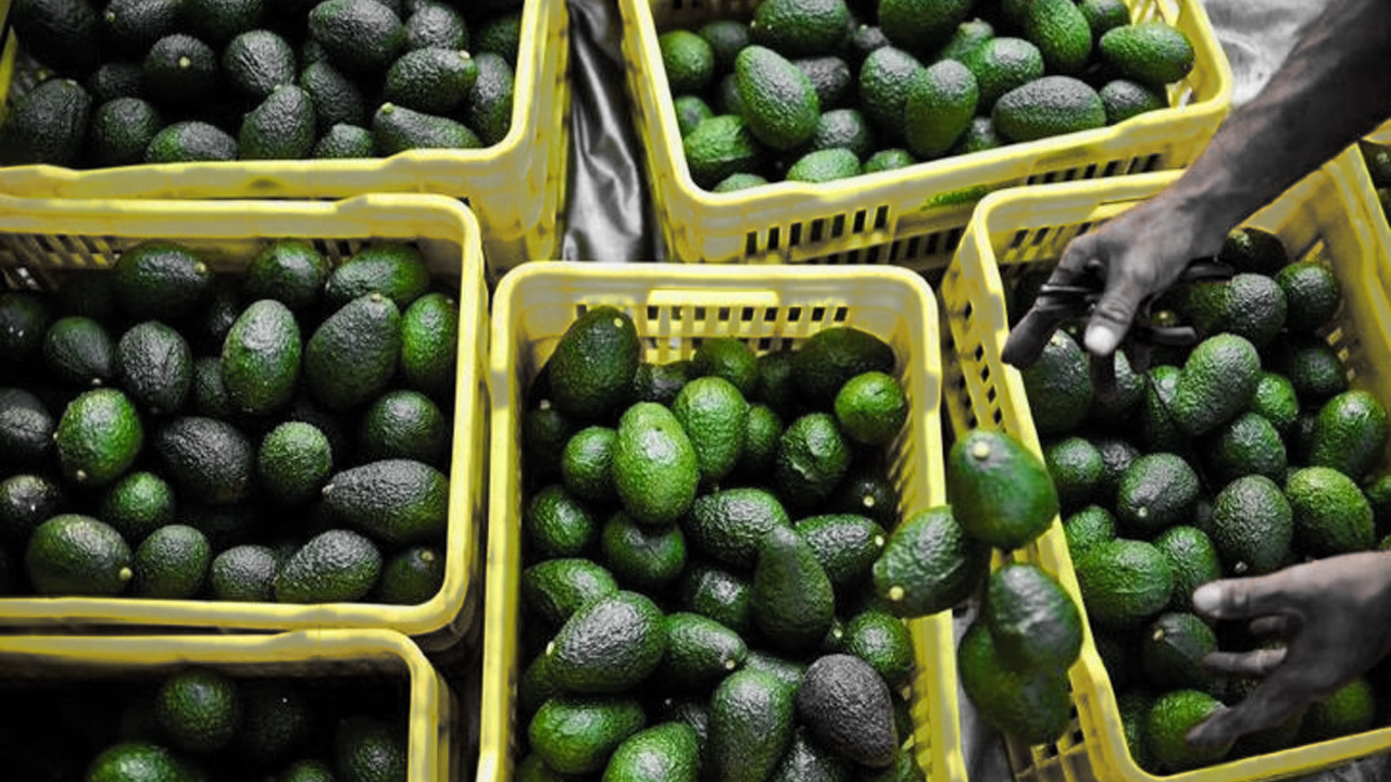 Morocco prepares to ship 200 trucks of avocados to foreign markets