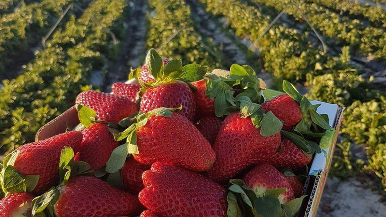 Strawberry and blueberry cultivation area expected to increase in Morocco